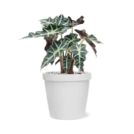 Net binnen | Alocasia Polly in Feliz Pot Conica Wit