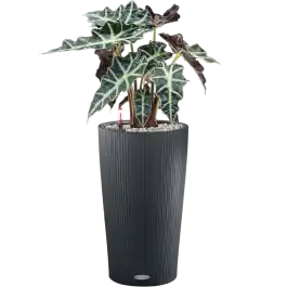 Outlet - Alocasia Polly in Cilindro Antraciet