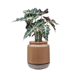 Alocasia Polly in Mori | Meest verkocht