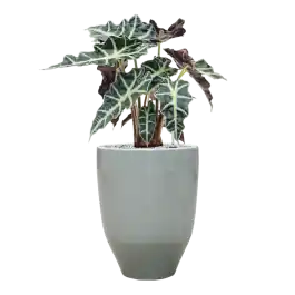 Alocasia ‘Polly‘ in One and Only | Direct van de fabrikant