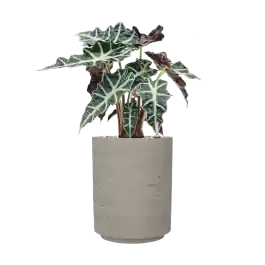 Alocasia ‘Polly‘ in Rough | Premium