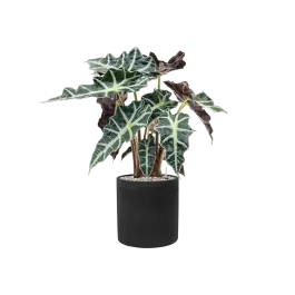 Speciale aanbieding | Alocasia ‘Polly‘ in Rough