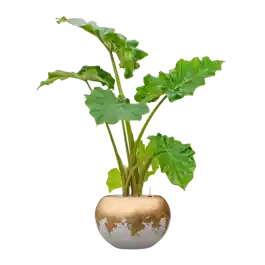 Alocasia ‘Portodora‘ in Baq Luxe Lite Glossy | Dagdeal