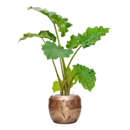 Alocasia ‘Portodora‘ in Baq Opus Raw | Klantfavoriet