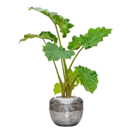 Alocasia ‘Portodora‘ in Baq Opus Raw - Goed beoordeeld