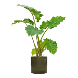 Gratis retourneren - Alocasia ‘Portodora‘ in Cylinder
