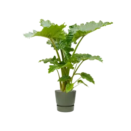 Online bestellen - Alocasia ‘Portodora‘ in Greenville