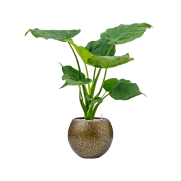 Nieuw product - Alocasia cucullata in Capi Lux Terrazzo