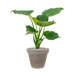 Professionele kwaliteit - Alocasia cucullata in Terra Cotta