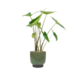 Online bestelbaar | Alocasia Zebrina in Linn