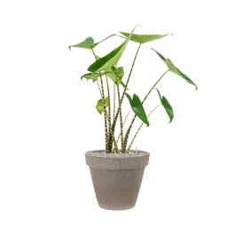 Online kopen - Alocasia zebrina in Terra Cotta