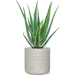 Aloe vera barbadensis in Baq Angle - Eenvoudig retourneren