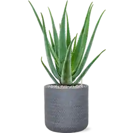 Aloe vera barbadensis in Baq Angle | Extra voordeel