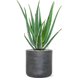 Aloe vera barbadensis in Baq Angle | Koopje