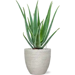 Aloe vera barbadensis in Baq Angle | Favoriet van klanten