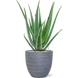 Zeer goed beoordeeld - Aloe vera barbadensis in Baq Angle