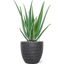 Nieuwe release | Aloe Vera Barbadensis in Baq Angle