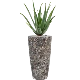 Aloe vera barbadensis in Baq Lava - Opruiming