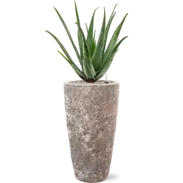 Goed beoordeeld | Aloe vera barbadensis in Baq Lava