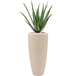 Aloe vera barbadensis in Baq Polystone Plain | Bestelbaar