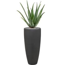 Korting - Aloe vera barbadensis in Baq Polystone Plain
