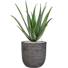 Aloe vera barbadensis in Capi Nature Rib NL - Direct bestellen