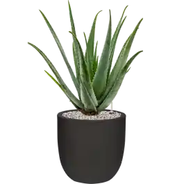 Vanaf nu beschikbaar - Aloe vera barbadensis in Capi Urban Smooth NL