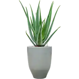Aloe vera barbadensis in One and Only | Pak je kans