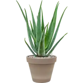 Bestseller - Aloe vera barbadensis in Terra Cotta