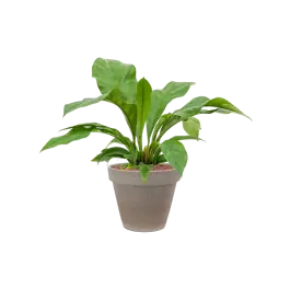 Zolang de voorraad strekt | Anthurium ellipticum ‘Jungle bush‘ in Terra Cotta