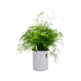 Asparagus plumosus in Lechuza Trendcover 23 Felt | Profiteer nu