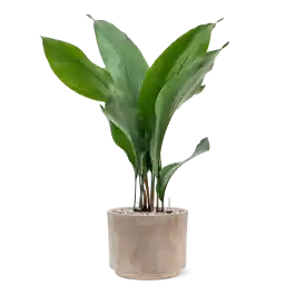 Aspidistra elatior in Terra Cotta - Hoog gewaardeerd