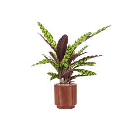 Expreslevering - Calathea insignis in Capi Nature Groove Special