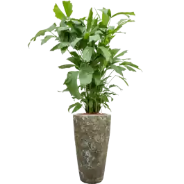 Caryota mitis in Baq Lava - Direct kopen