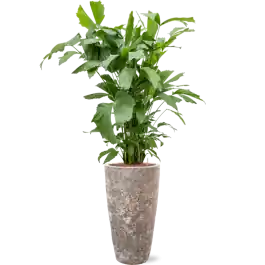 Topprijs | Caryota mitis in Baq Lava