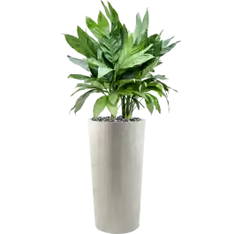 Chamaedorea metallica in Grigio Tall Antique White Concrete | Scherpe prijs
