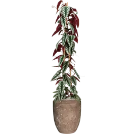 Cissus Discolor in Baq Polystone Coated Plain Coppa Rock - Expreslevering