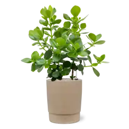 Clusia rosea Princess in Chao Concrete - Snelle verzending