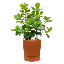 Speciale aanbieding | Clusia rosea Princess in Chao Terra