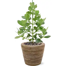 Bespaar nu - Clusia rosea Princess in Drypot Rattan Stripe Round Grey