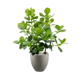 Clusia rosea Princess in Grigio Egg Concrete Grijs - Nu beschikbaar