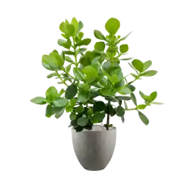 Clusia rosea Princess in Grigio Egg Concrete Grijs | Koopje