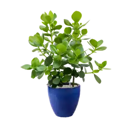 Scherp geprijsd - Clusia rosea Princess in Plain Couple Blue