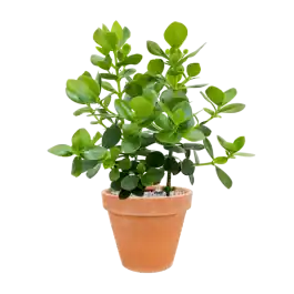Bestel vandaag | Clusia rosea Princess in Terra Cotta Antiek