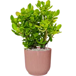 Shop nu - Crassula ovata in Elho Vibes Roze