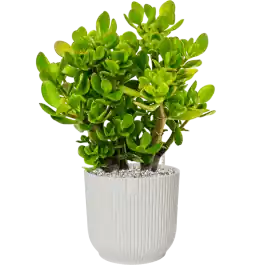 Crassula ovata in Vibes Fold - Snelle verzending