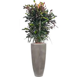 Expreslevering - Croton Variegatum Mammi in Polystone Partner Grijs