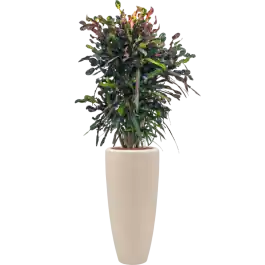 Croton variegatum Mammi in Polystone Partner Crème | Uitverkoop