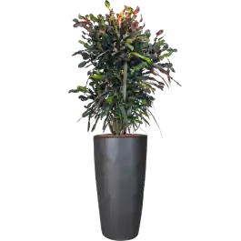 Croton Variegatum Mammi in Emperador Partner Straight Antraciet - Verlaagde prijs