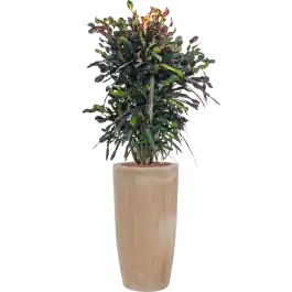 Croton Variegatum Mammi in Terracotta Partner Antiek | Dagdeal